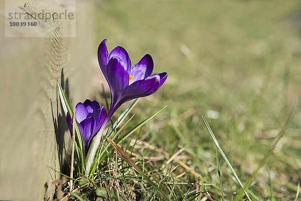 Purple crocus flowers in a garden  Munich  Bavaria  Germany