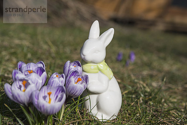 Purple crocus flowers with decorative rabbit in a garden  Munich  Bavaria  Germany