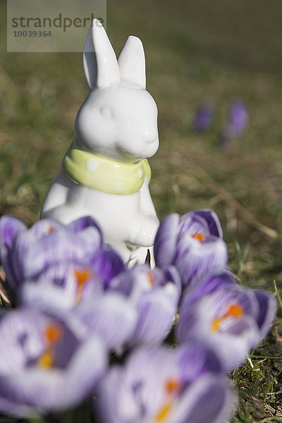 Purple crocus flowers with decorative rabbit in a garden  Munich  Bavaria  Germany