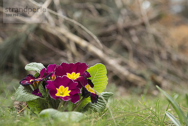 Pink primrose flowers in a garden  Munich  Bavaria  Germany