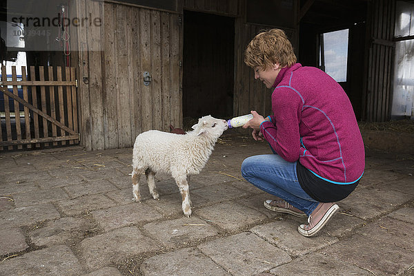 Woman feeding lamb with bottle  Bavaria  Germany