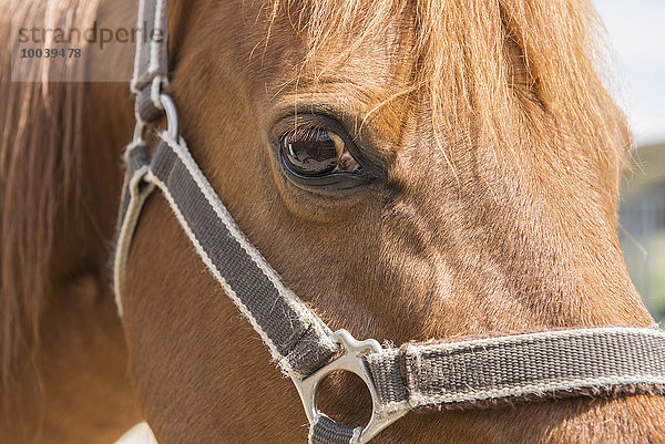 Close-up of horse with bridle  Bavaria  Germany