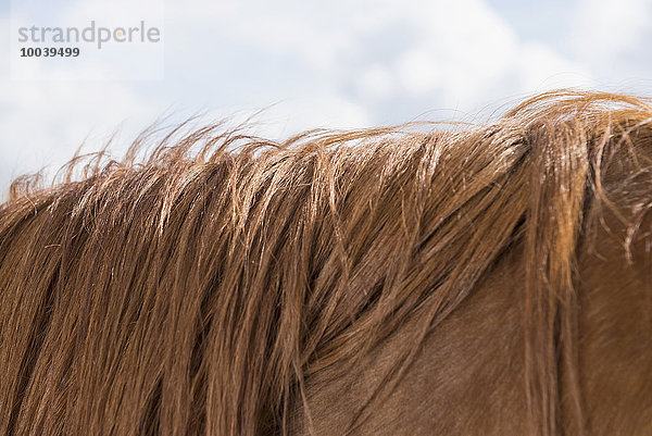 Close-up of the mane of a horse  Bavaria  Germany