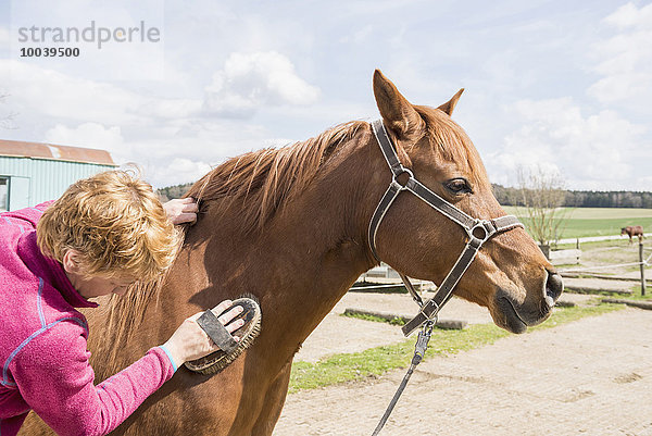 Woman grooming a horse in ranch  Bavaria  Germany