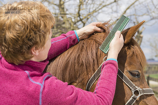 Woman combing horse's mane  Bavaria  Germany