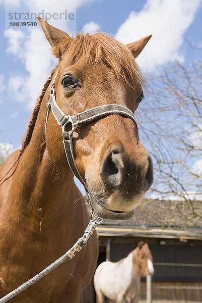Close-up of horse in ranch  Bavaria  Germany