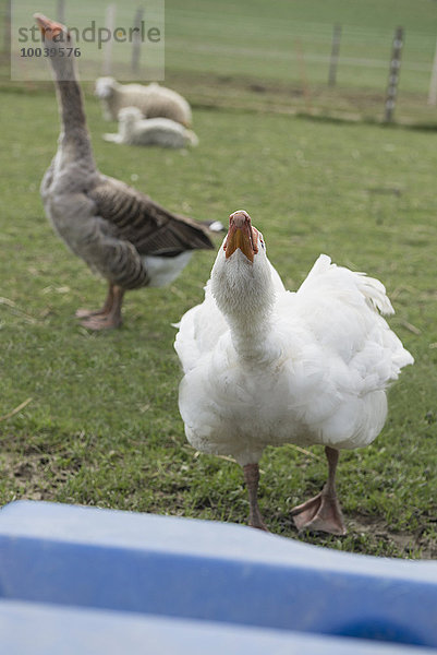 Geese at goose farm  Bavaria  Germany