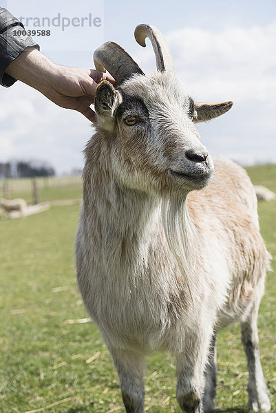 Man caresses a goat  Bavaria  Germany