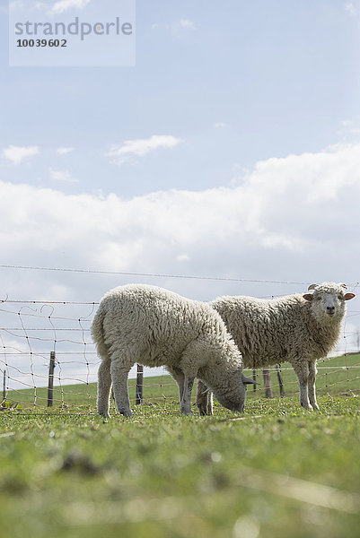 Sheep grazing in the field  Bavaria  Germany