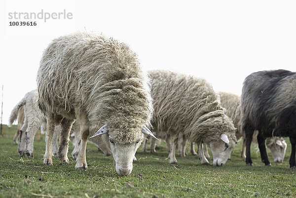 Sheep grazing in the field  Bavaria  Germany