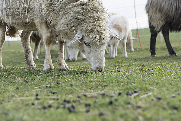 Sheep grazing in the field  Bavaria  Germany