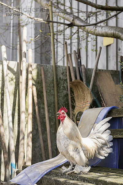 Bantam rooster in barn  Bavaria  Germany