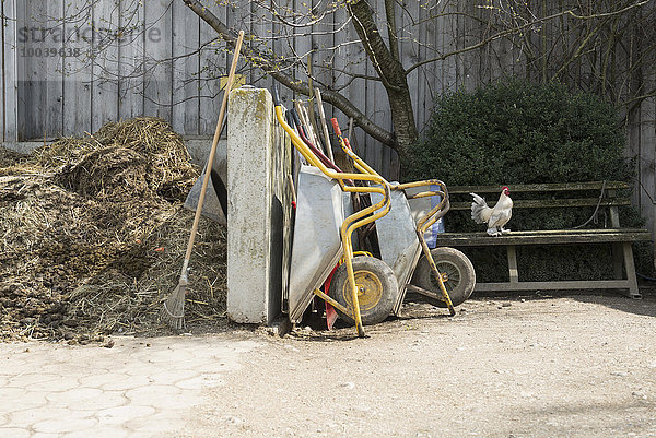 Bantam rooster in barn  Bavaria  Germany