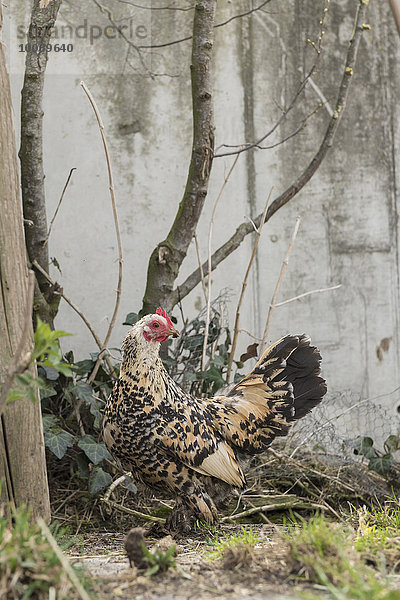 Pied hen in barn  Bavaria  Germany