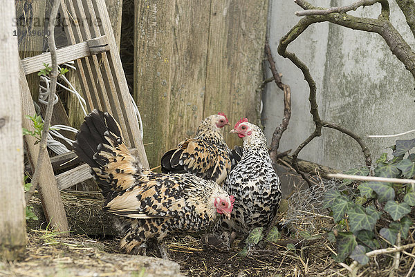 Three pied hens in barn  Bavaria  Germany