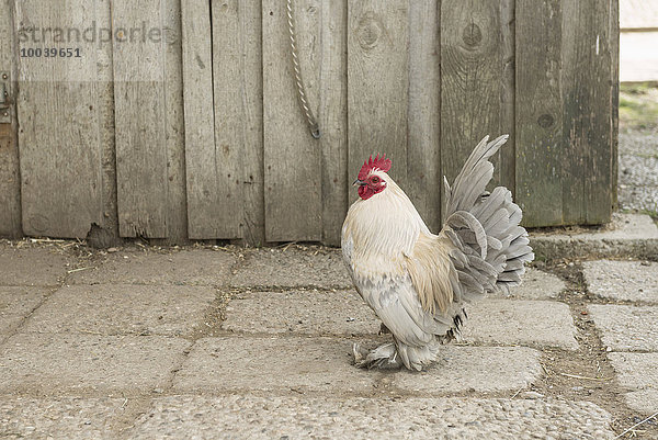 Bantam rooster in barn  Bavaria  Germany