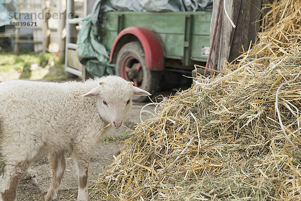 Lamb standing at heap of straw in barn  Bavaria  Germany