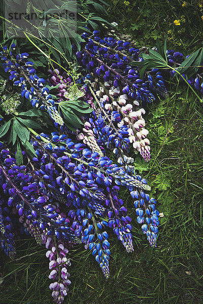 Lupine flowers