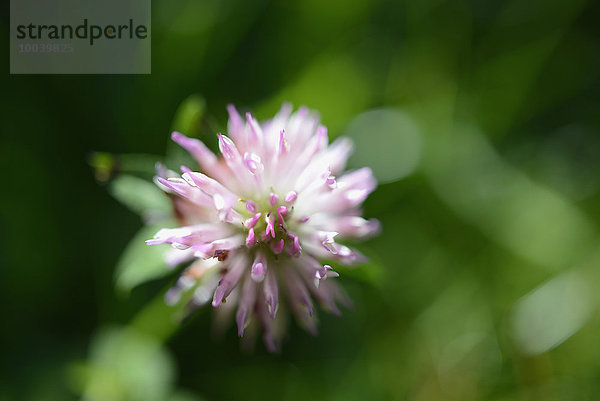 Close-up of Clover (Trifolium) blossom  Munich  Bavaria  Germany