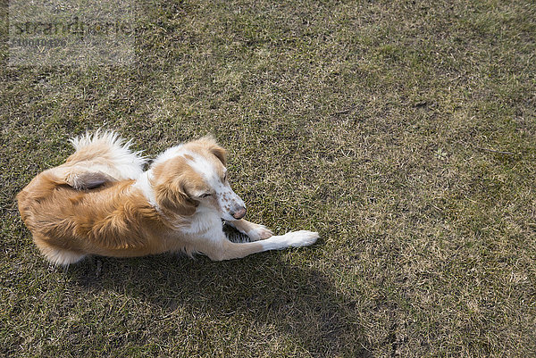 High angle view of dog sitting in field  Munich  Bavaria  Germany