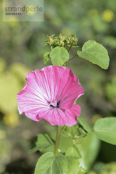 Close-up of Mallow (Malva sylvestris) blossom  Munich  Bavaria  Germany