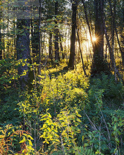 Abend Wald Sonnenlicht