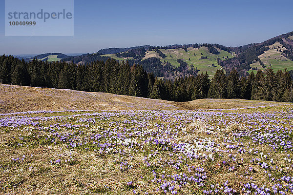 High angle view of purple crocus flowers with mountain ranges in the background  Hochsiedelalpe  Bavaria  Germany