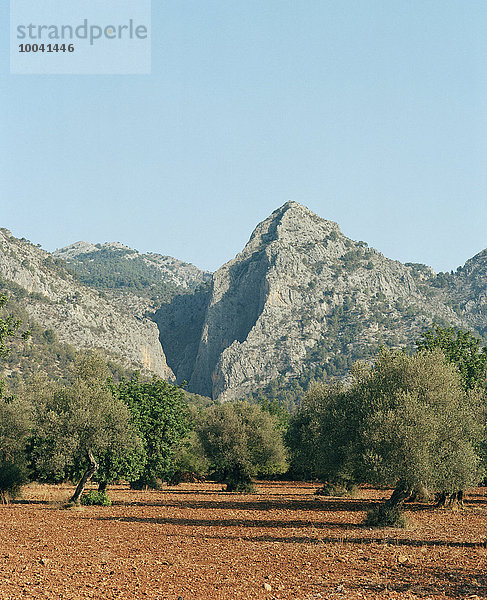 Berg Baum Hintergrund Olive