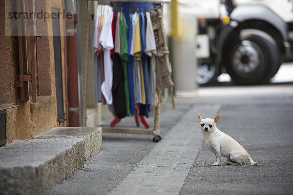 Chihuahua Chihuahuas sitzend Eingang klein Hund Seitenblick