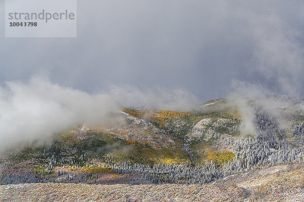 Landschaft Wald Herbst