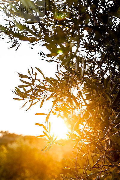 Griechenland  Korfu  Olivenbaum im Gegenlicht