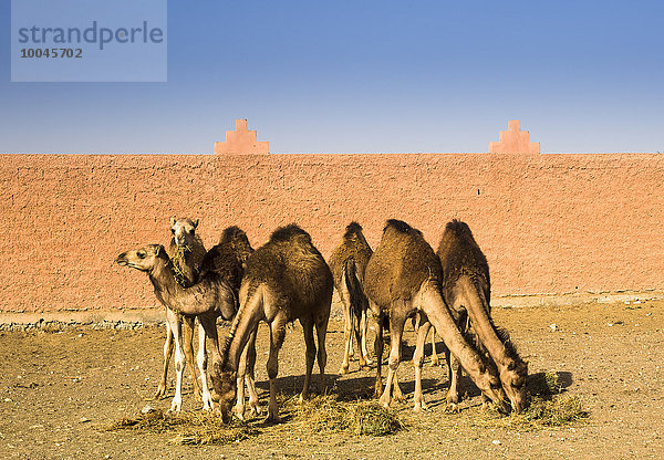 Marokko  Guelmim  Kamelmarkt