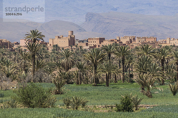Marokko  Blick auf die Kasbah hinter Palmen im Draa-Tal