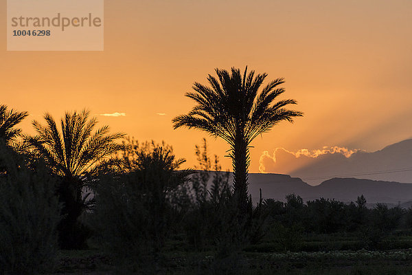 Marokko  Talmasla  Palmen bei Sonnenuntergang