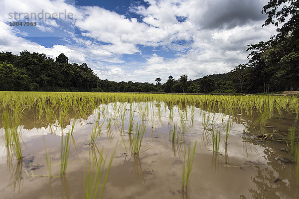 Thailand  Chiang Mai  Reisfeld