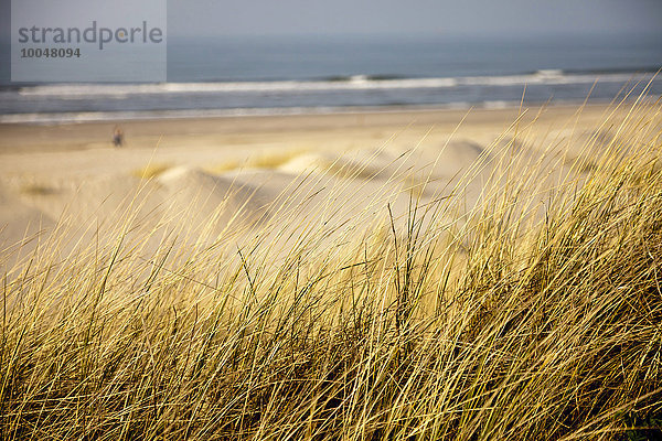 Deutschland  Niedersachsen  Ostfriesische Insel  Spiekeroog  Düne mit Marmorgras am Strand
