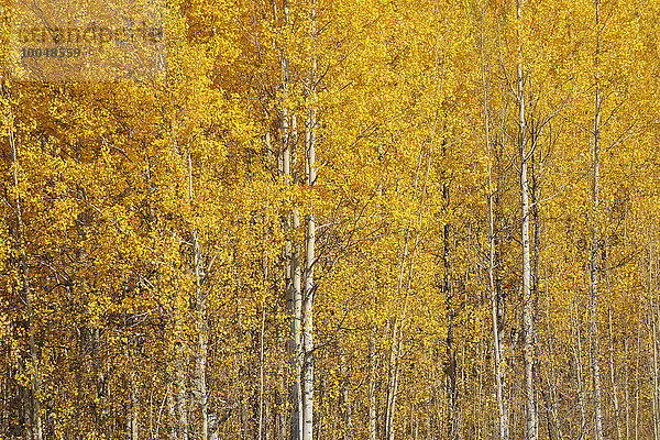 USA  Wyoming  Grand Teton National Park  Espe mit Herbstlaub