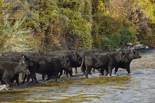 USA  Wyoming  Cattles überqueren den Fluss
