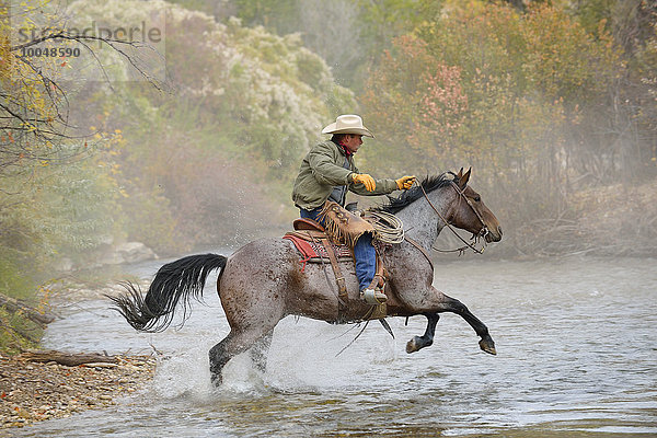 USA  Wyoming  Cowboy reitet sein Pferd über den Fluss