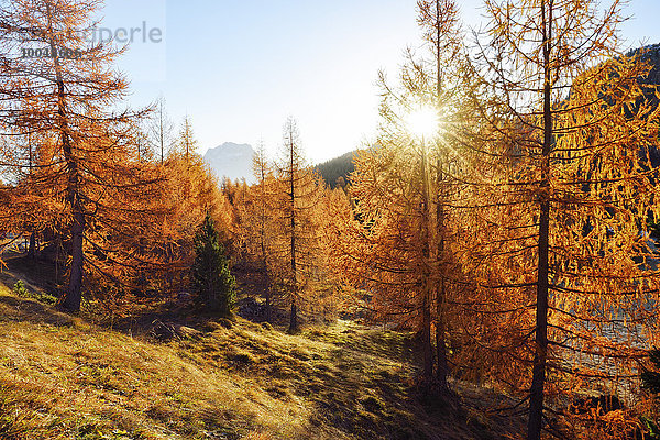 Italien  Dolomiten  Belluno  Cadore  Lärchenwald in oranger Herbstfarbe im Gegenlicht