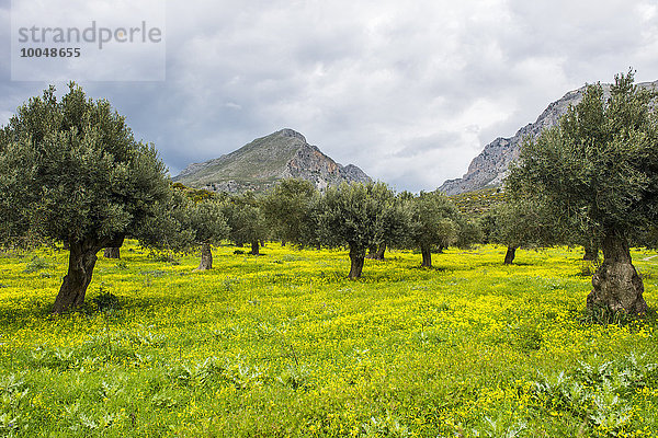 Griechenland  Kreta  Blühendes Feld mit Olivenbäumen