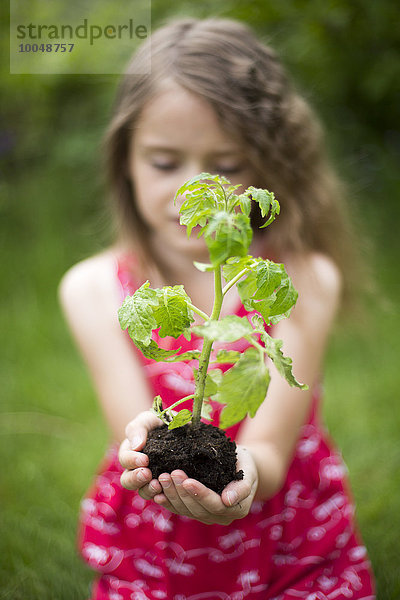 Kleines Mädchen mit Tomatenpflanze in den hohlen Händen