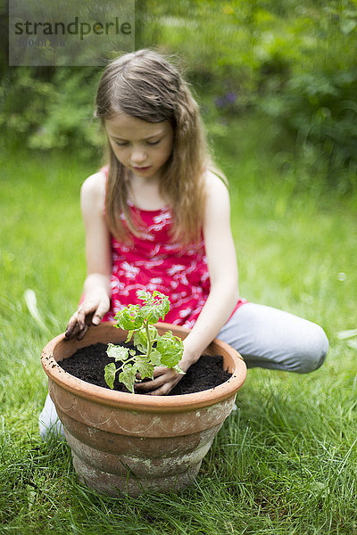 Kleines Mädchen  das im Garten Tomaten pflanzt.