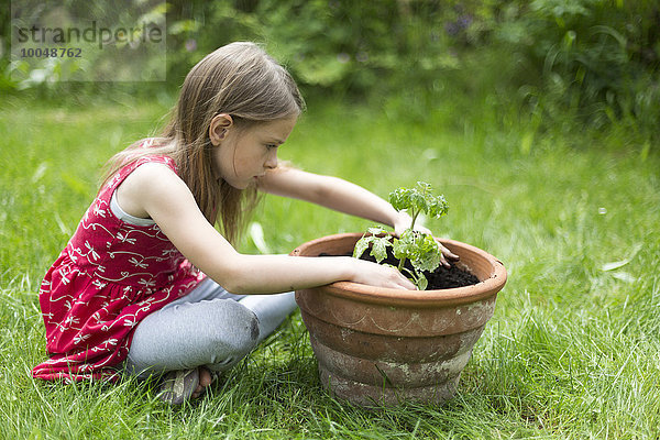 Kleines Mädchen  das im Garten Tomaten pflanzt.