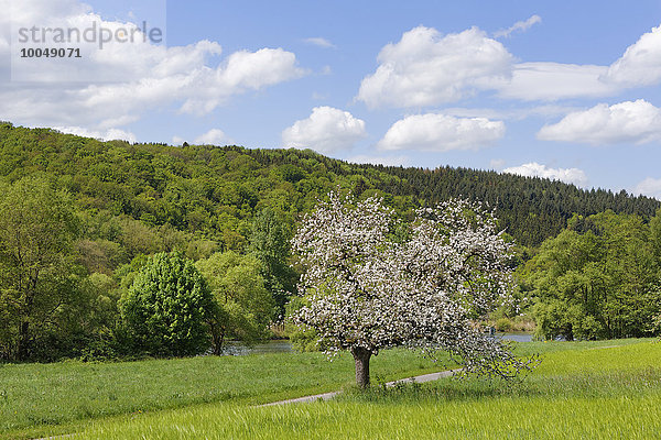 Deutschland  Bayern  Unterfranken  blühender Apfelbaum am Main