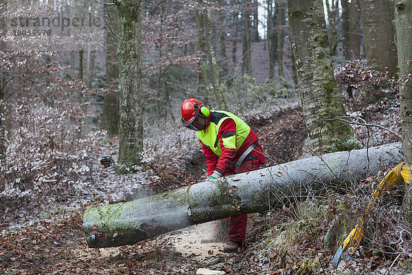 Holzfäller sägen Baum im Wald