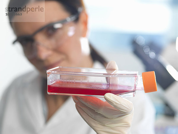 Stammzellen enthaltender weiblicher Zellbiologe  kultiviert in rotem Wachstumsmedium