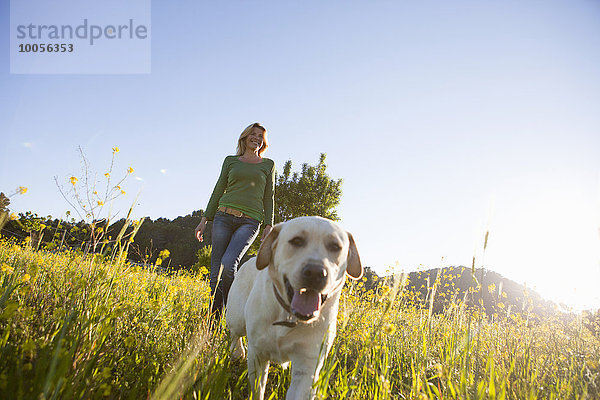 Reife Frau geht Labrador Retriever in sonnigen Wildblumenwiese