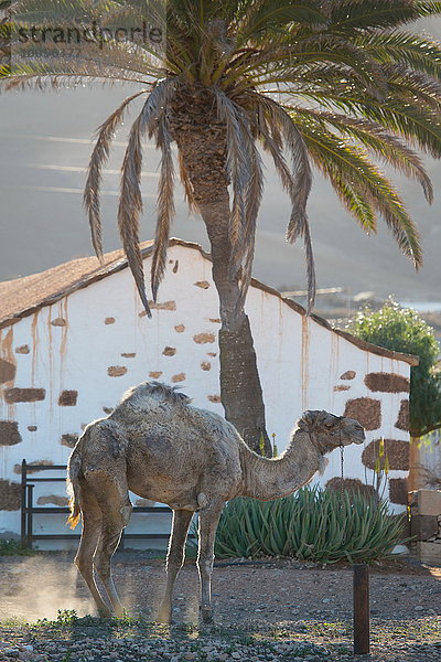 Kamel im Morgengrauen  La Oliva  Fuerteventura  Spanien