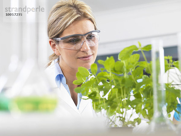 Wissenschaftler besichtigen Entwicklung von Versuchspflanzen im Forschungslabor